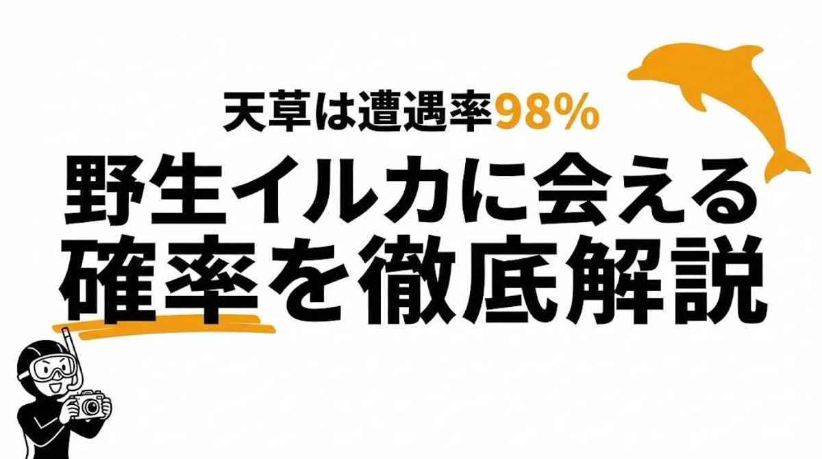 野生のイルカに出会える確率は約80〜95%！おすすめスポット・季節別の遭遇率を徹底解説