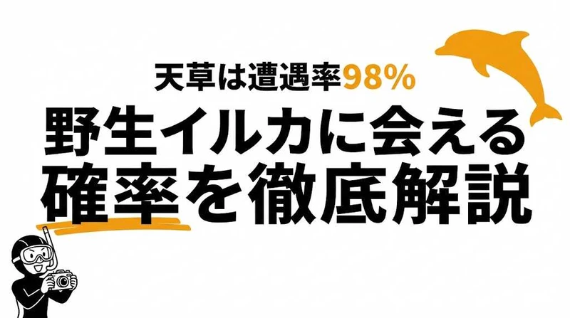 野生のイルカに出会える確率は約80〜95%！おすすめスポット・季節別の遭遇率を徹底解説